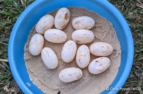 Captive Royal turtles lay 54 eggs at Koh Kong Reptile Conservation Center